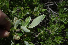 Salix brachycarpa