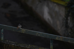 Phoenicurus ochruros
