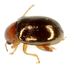 Glyptina