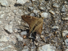 Ectomis octomaculata