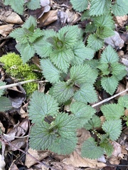 Urtica dioica