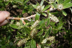 Salix brachycarpa