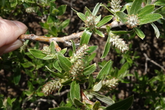Salix brachycarpa
