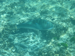 Choerodon cyanodus