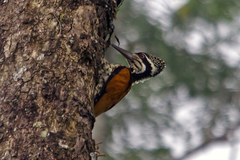 Chrysocolaptes guttacristatus
