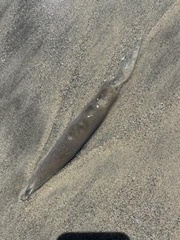 Doryteuthis opalescens