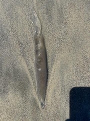 Doryteuthis opalescens