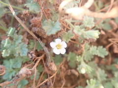 Phacelia perityloides