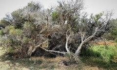 Melaleuca rhaphiophylla