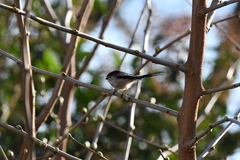 Aegithalos caudatus