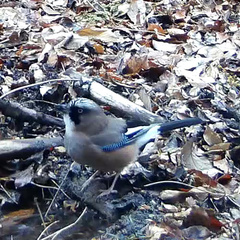Garrulus glandarius japonicus