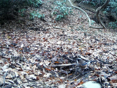 Garrulus glandarius japonicus