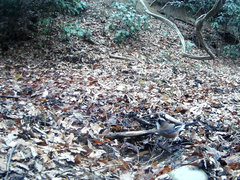 Garrulus glandarius japonicus