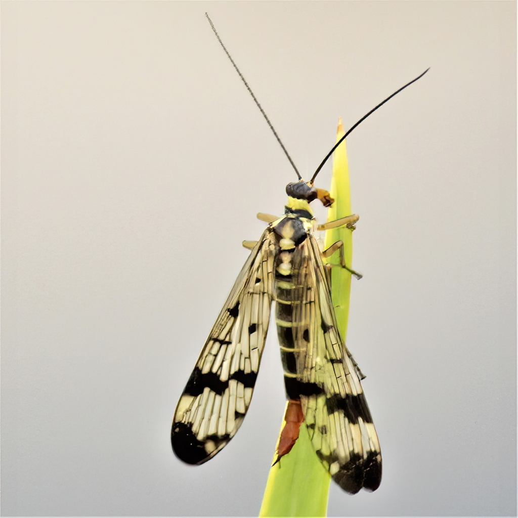 Common European Scorpionfly