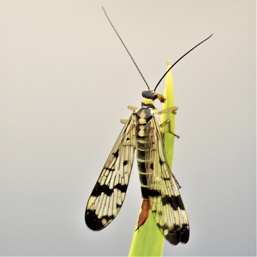 Common European Scorpionfly