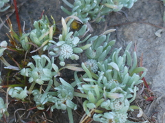 Psilocarphus oregonus