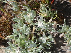 Psilocarphus oregonus