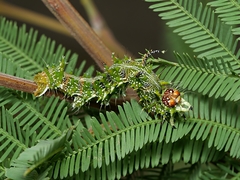 Mochlotona phasmatias