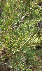 Melaleuca rhaphiophylla