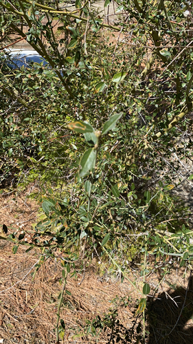 iNaturalist observation photo of Palmer ceanothus