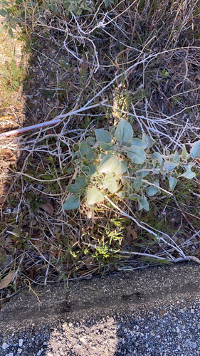 iNaturalist observation photo of Dicots