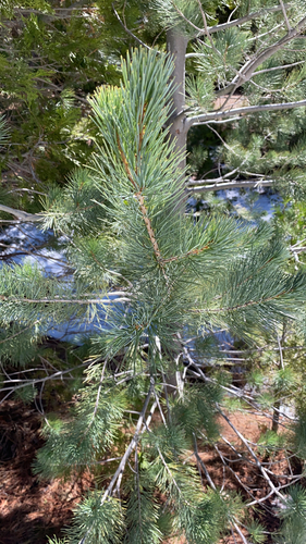 iNaturalist observation photo of sugar pine