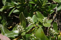 Salix brachycarpa
