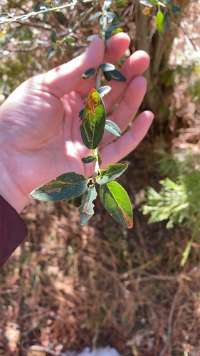 iNaturalist observation photo of Ceanothus