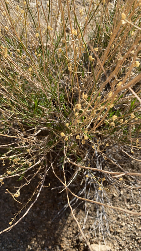 iNaturalist observation photo of Broom Snakeweed