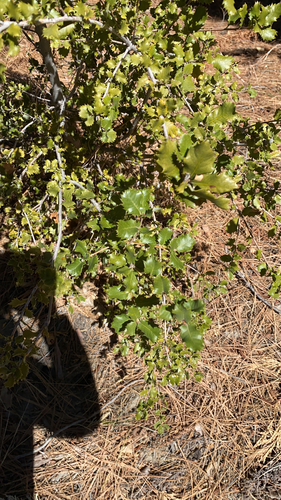 iNaturalist observation photo of high-latitude oaks