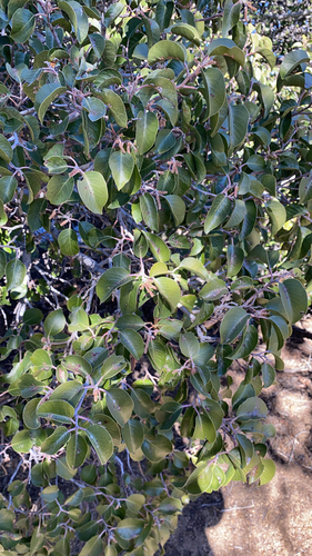 iNaturalist observation photo of sugar bush