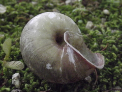 Euhadra amaliae