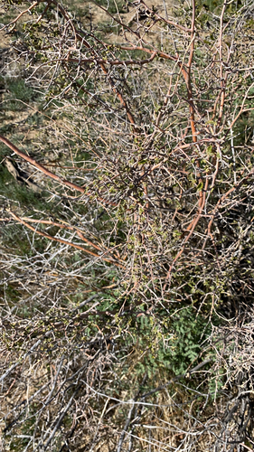 iNaturalist observation photo of Western Bernardia