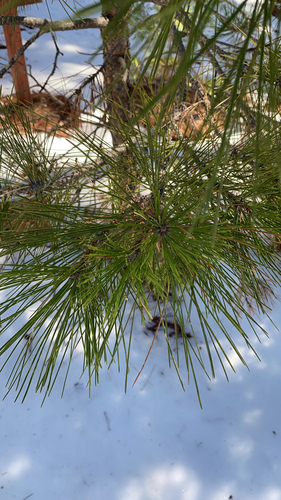 iNaturalist observation photo of hard pines
