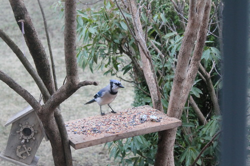 Blue Jay photographed in Connecticut