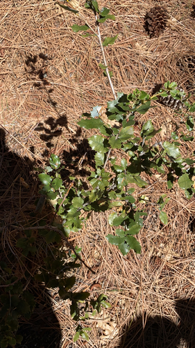 iNaturalist observation photo of oaks