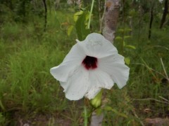Hibiscus meraukensis