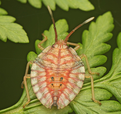 Stilida indecora