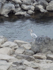 Ardea cinerea