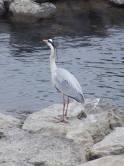 Ardea cinerea