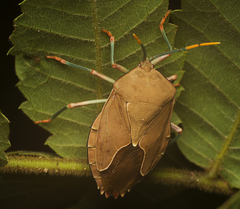 Stilida indecora