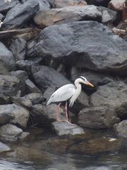 Ardea cinerea