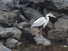 Ardea cinerea