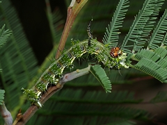 Mochlotona phasmatias