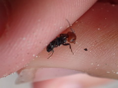 Camponotus lindigi