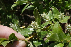Salix brachycarpa