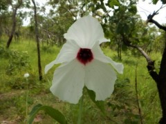 Hibiscus meraukensis