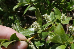 Salix brachycarpa