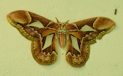 Rothschildia hopfferi