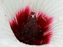 Hibiscus meraukensis